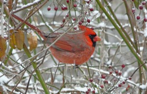 fat-cardinal