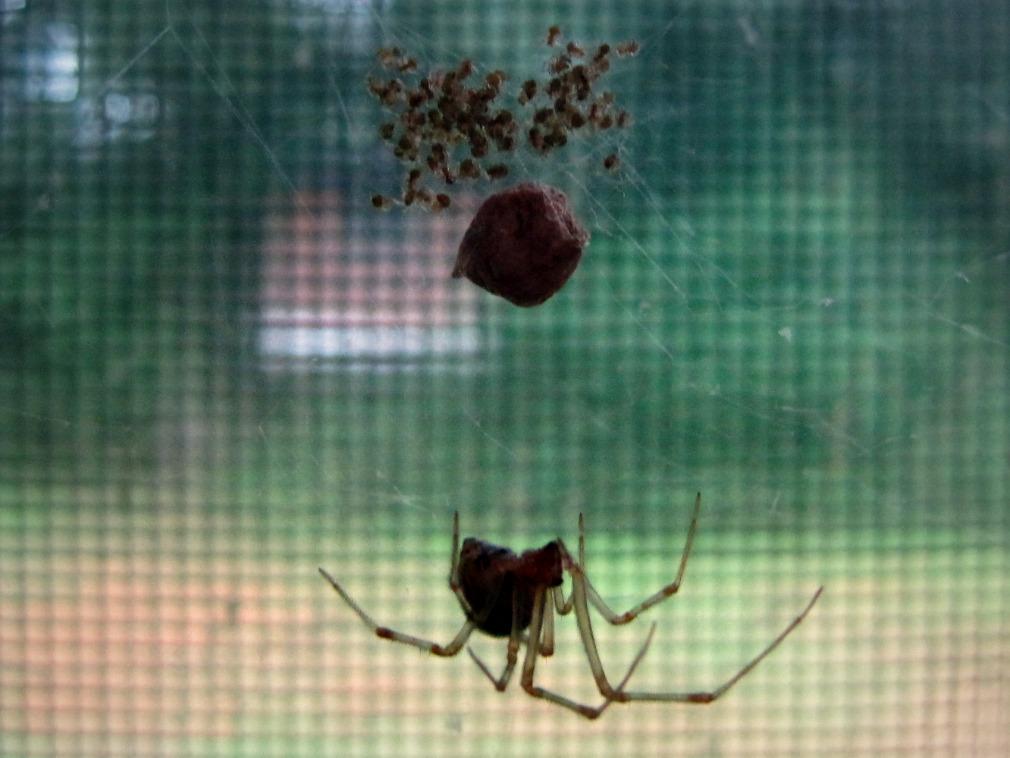 Wordless Wednesday Spider Spawn Kari Apted a splash of pink in a