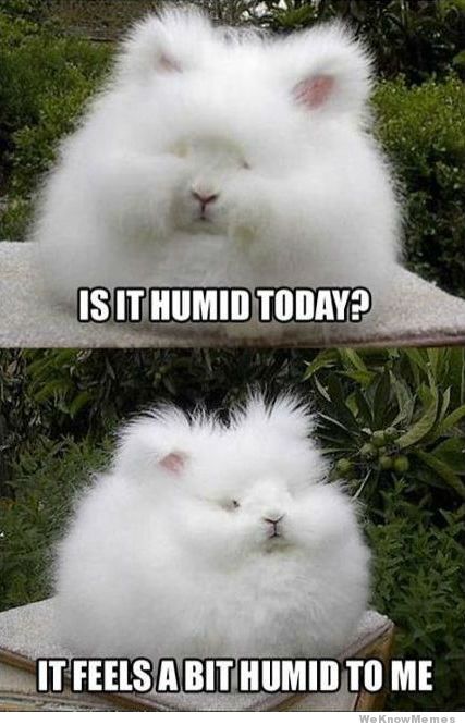 is-it-humid-today