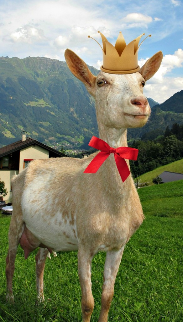 goat-in-austria-198455_1920